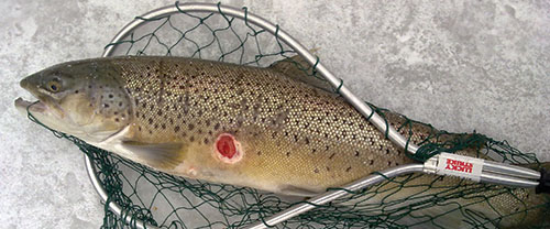 Brown trout in a net on ice with a bloody sea lamprey wound