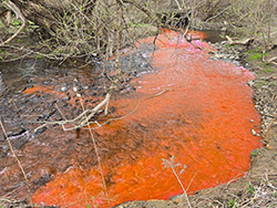 Stream with bright orange-red water flowing through a wooded area, the result of a tracer dye release. The surrounding landscape includes leafless trees, scattered rocks, and green moss patches, indicating early spring.